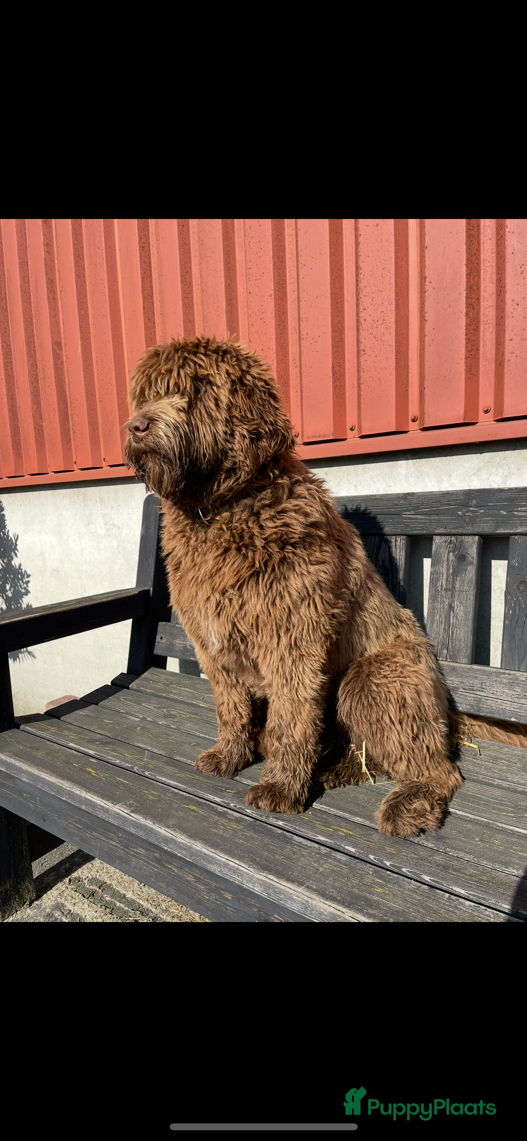 Labradoodle honden te koop: Medium choco doodles met Australian bloed - Afbeelding 4