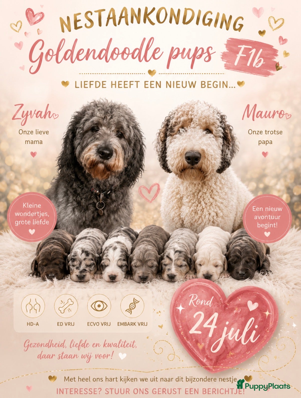 Goldendoodle honden Nestaankondiging Goldendoodle F1B pups  - Advertentie 1