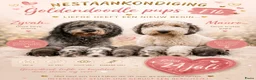 Goldendoodle honden te koop: Nestaankondiging Goldendoodle F1B pups  in Musselkanaal - Advertentie 1