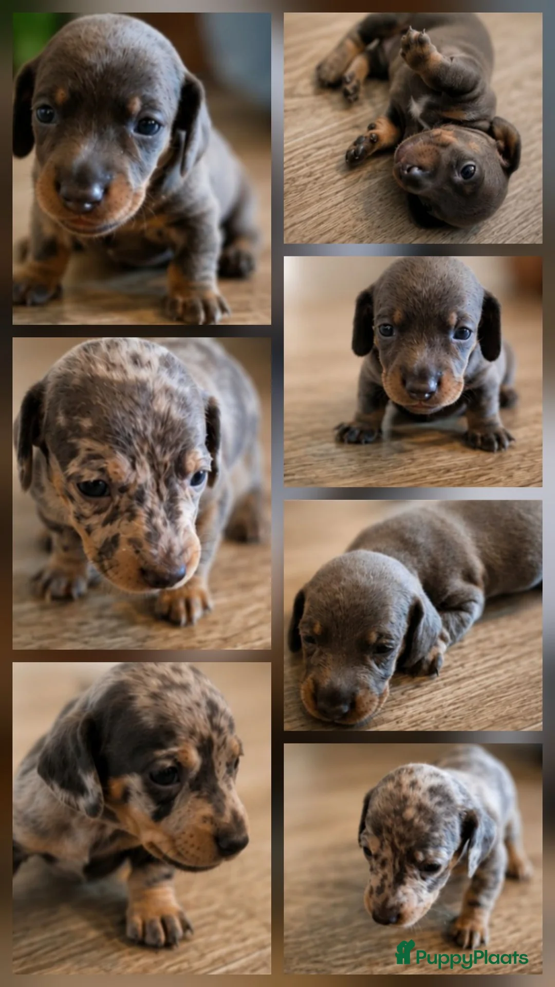 Teckel (korthaar)  honden te koop: Sweet Miniature Dachshund Puppies ❤️ - Advertentie 1