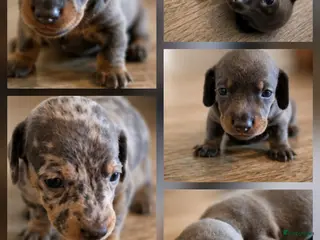 Teckel (korthaar) honden Sweet Miniature Dachshund Puppies ❤️ - Advertentie 2