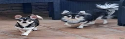 Chihuahua honden ter dekking: Chihuahua dekreu - Advertentie 4