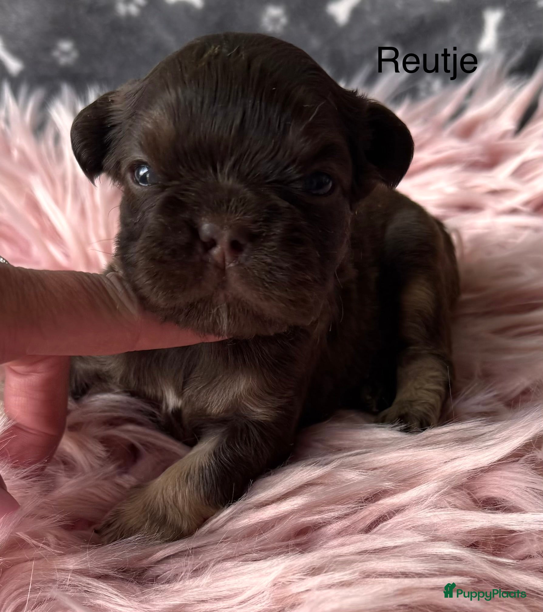 Franse Bulldog honden Prachtig nestje Franse bulldog pups  - Advertentie 1