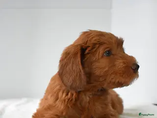 Australian Labradoodle honden te koop: Puppy beschikbaar! (Australian Labradoodle) - Advertentie 3