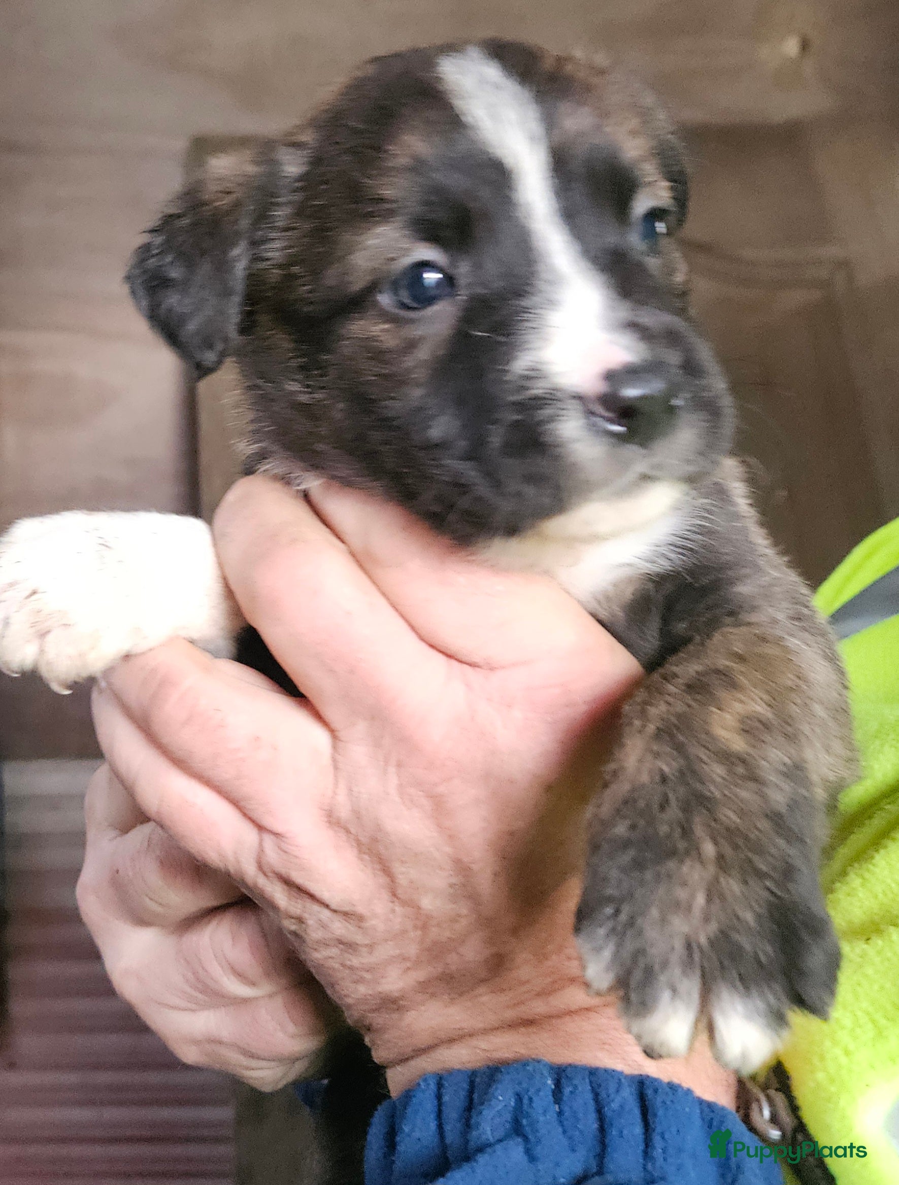 Kruising honden Pupjes bij ons thuis opgevoed - Advertentie 2