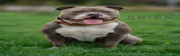 Amerikaanse Bully honden te koop: American Bully XL pups verwacht in Loosdrecht - Advertentie 3
