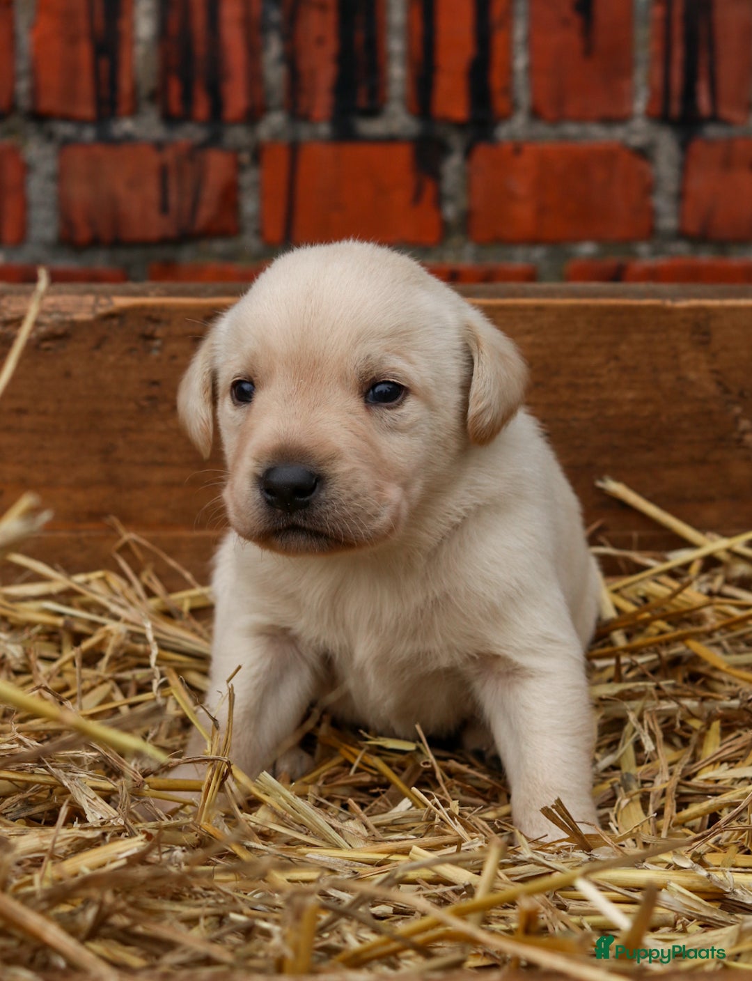 Labrador Retriever honden te koop: Prachtige sociale labrador pups te koop - Advertentie 11