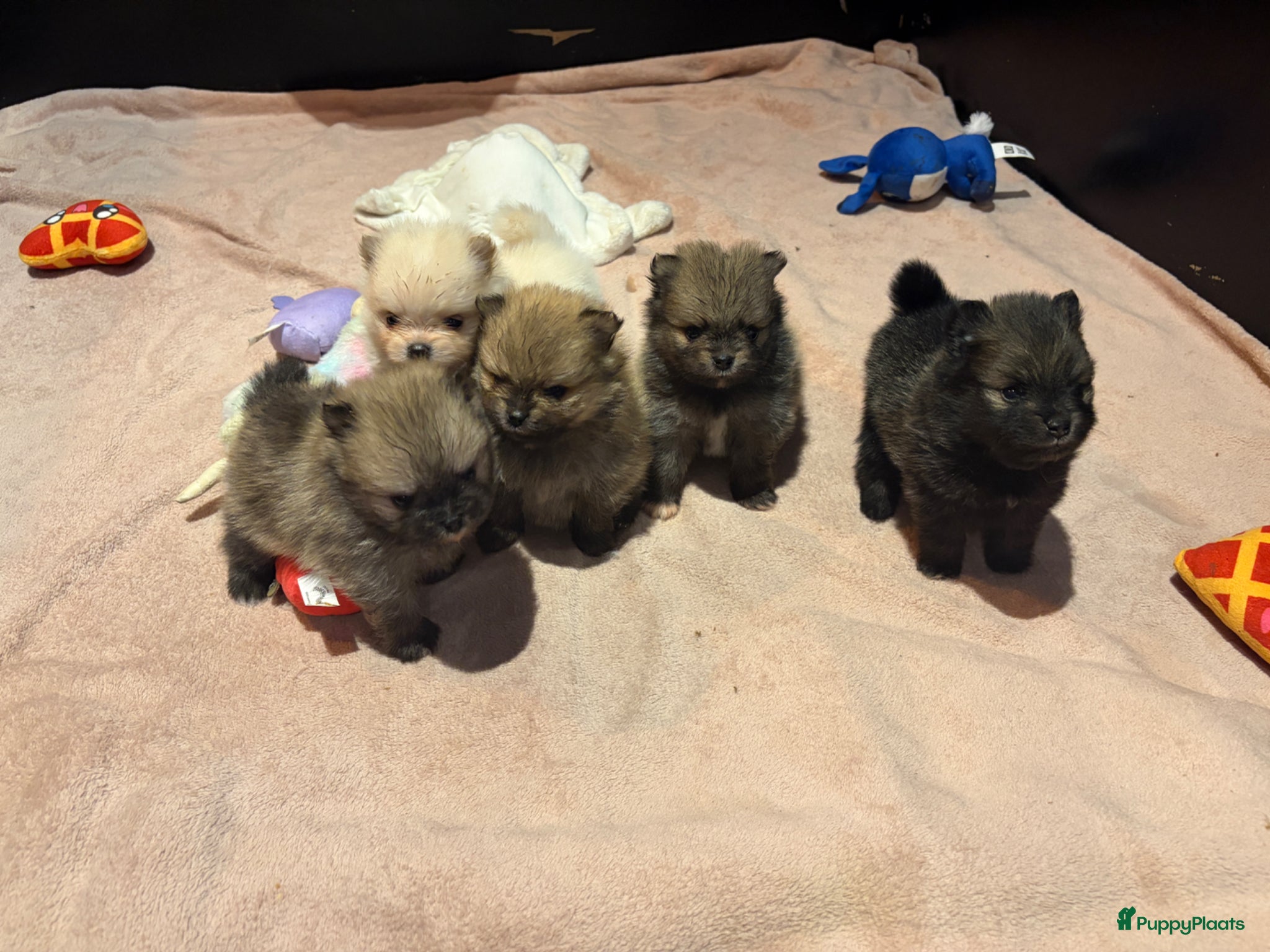 Pomeriaan honden te koop: Pomeranian pups  in Zwolle - Advertentie 1