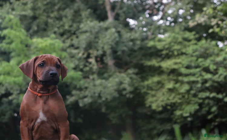 Rhodesian Ridgeback honden - Advertentie 10