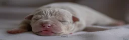Amerikaanse Bully honden ter dekking: American Bully pocket dekreu  - Advertentie 11
