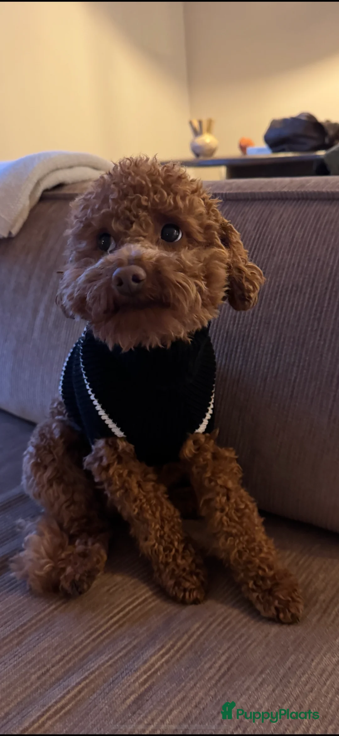 Poedel Toy honden te koop: Toy poedel pups zoeken een thuis - Advertentie 7