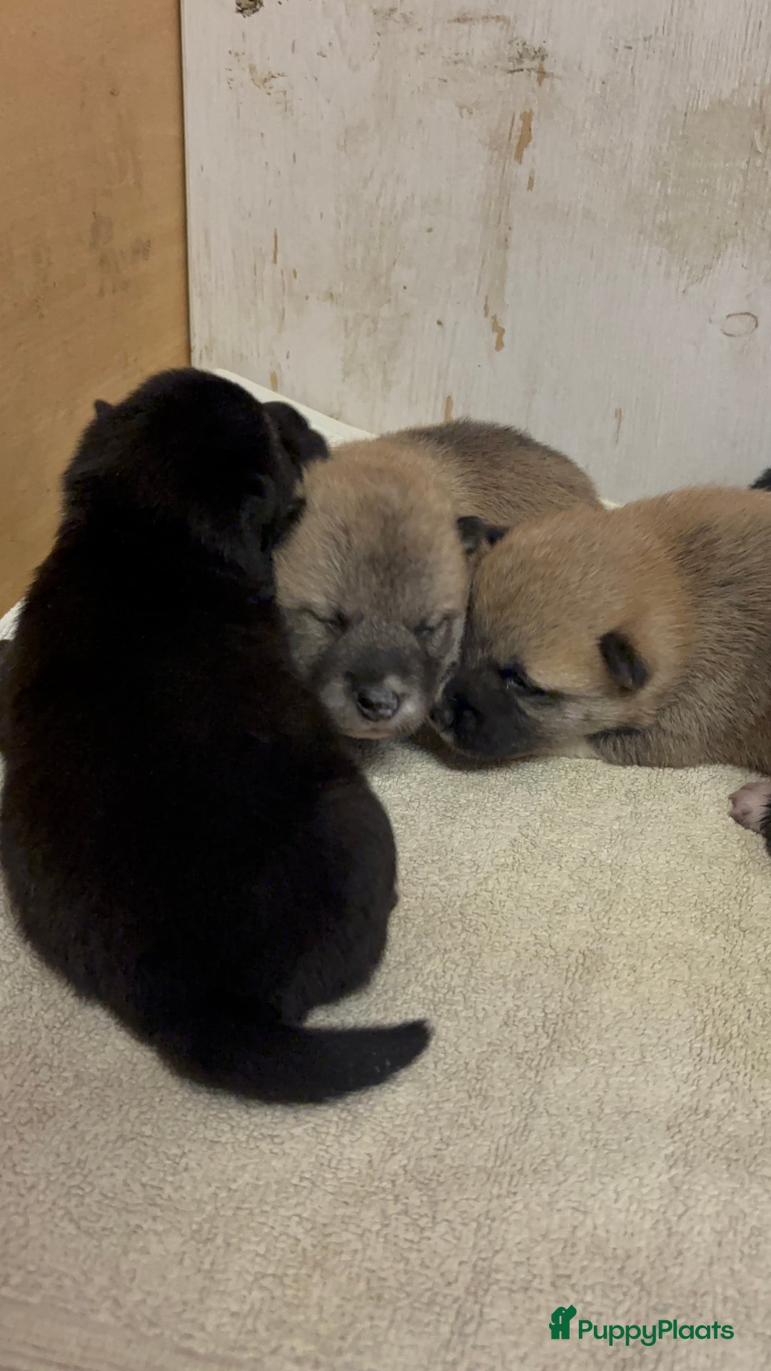 Shiba honden te koop: Shiba inu in Genk - Afbeelding 24