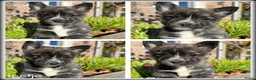 Kruising honden te koop: Pomeriaan x Westy kruising pups - Advertentie 3