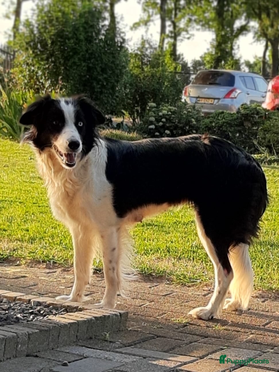 Border Collie honden bordercollie pup te koop - Advertentie 2