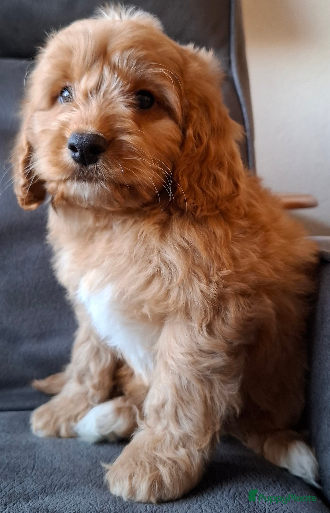 Cockapoo honden te koop: Cockapoo pups  - Advertentie 7