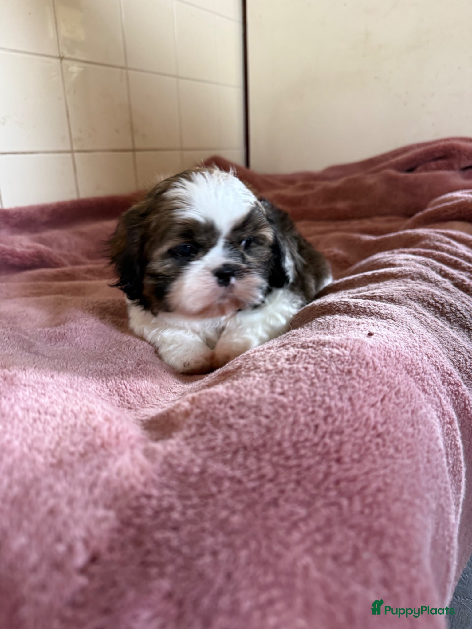 Shih Tzu honden Wauw wat een prachtig Shih-tzu reutje  - Advertentie 1