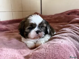 Shih Tzu honden Wauw wat een prachtig Shih-tzu reutje - Advertentie 5