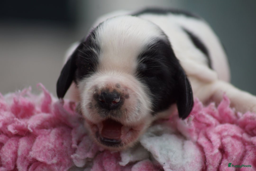 Engelse Cocker Spaniel honden te koop: Engelse Cocker Spaniel Pups met Stamboom  - Afbeelding 13