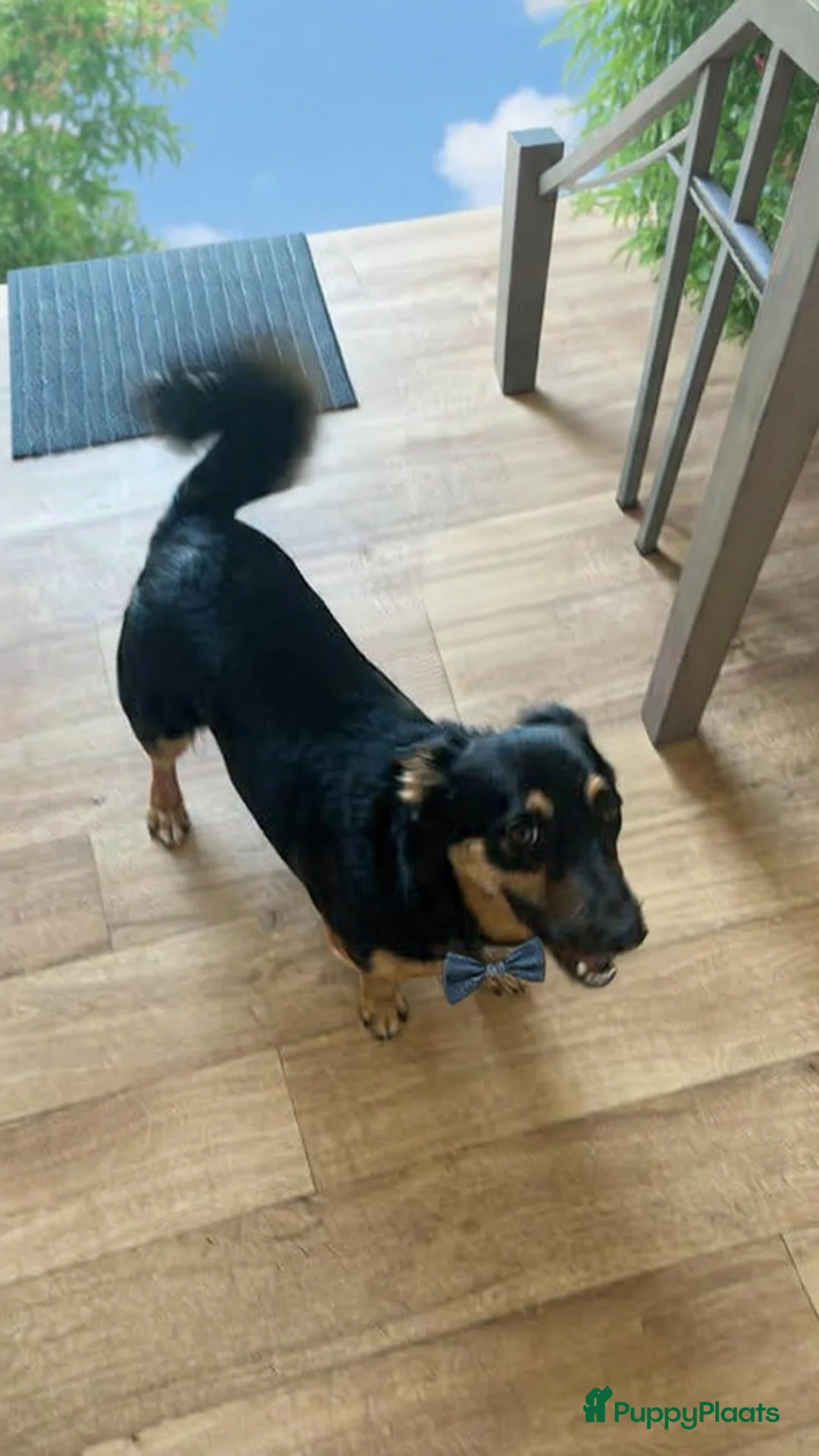 Kruising honden te koop: Sky zoekt baasje - Advertentie 1