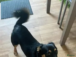 Kruising honden Sky zoekt baasje - Advertentie 2