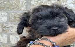 Havanezer honden te koop: Prachtige havanezermeisjes met stamboom - Afbeelding 4