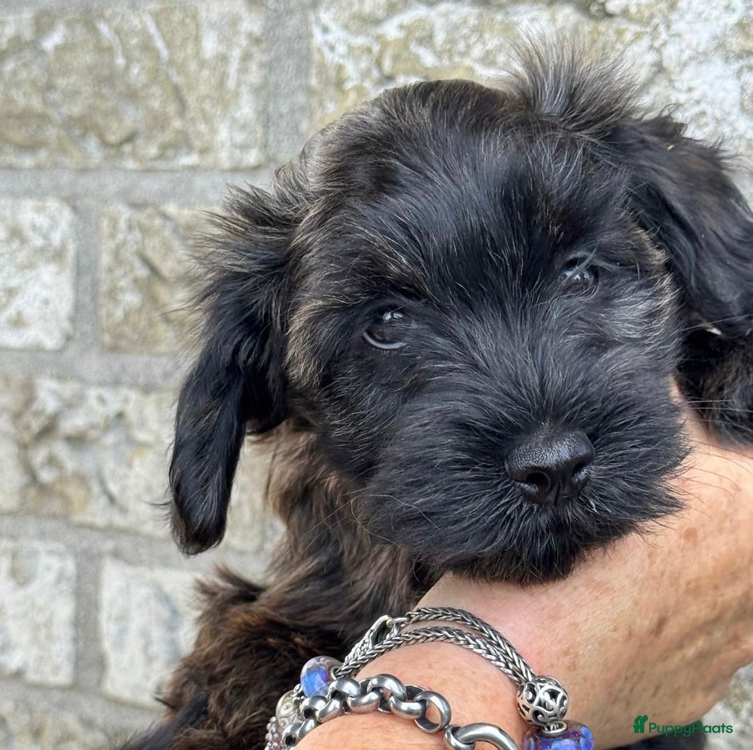 Havanezer honden te koop: Prachtige havanezermeisjes met stamboom - Afbeelding 4