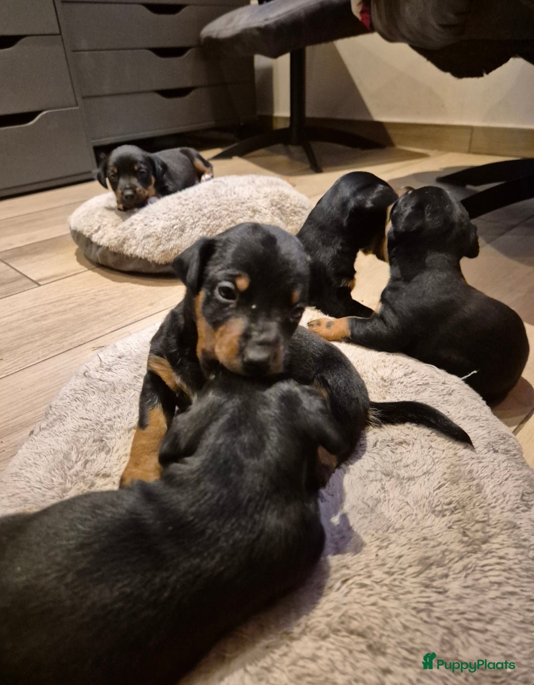 Jack Russel Terriër honden te koop: JACK RUSSEL PUPS - Advertentie 4