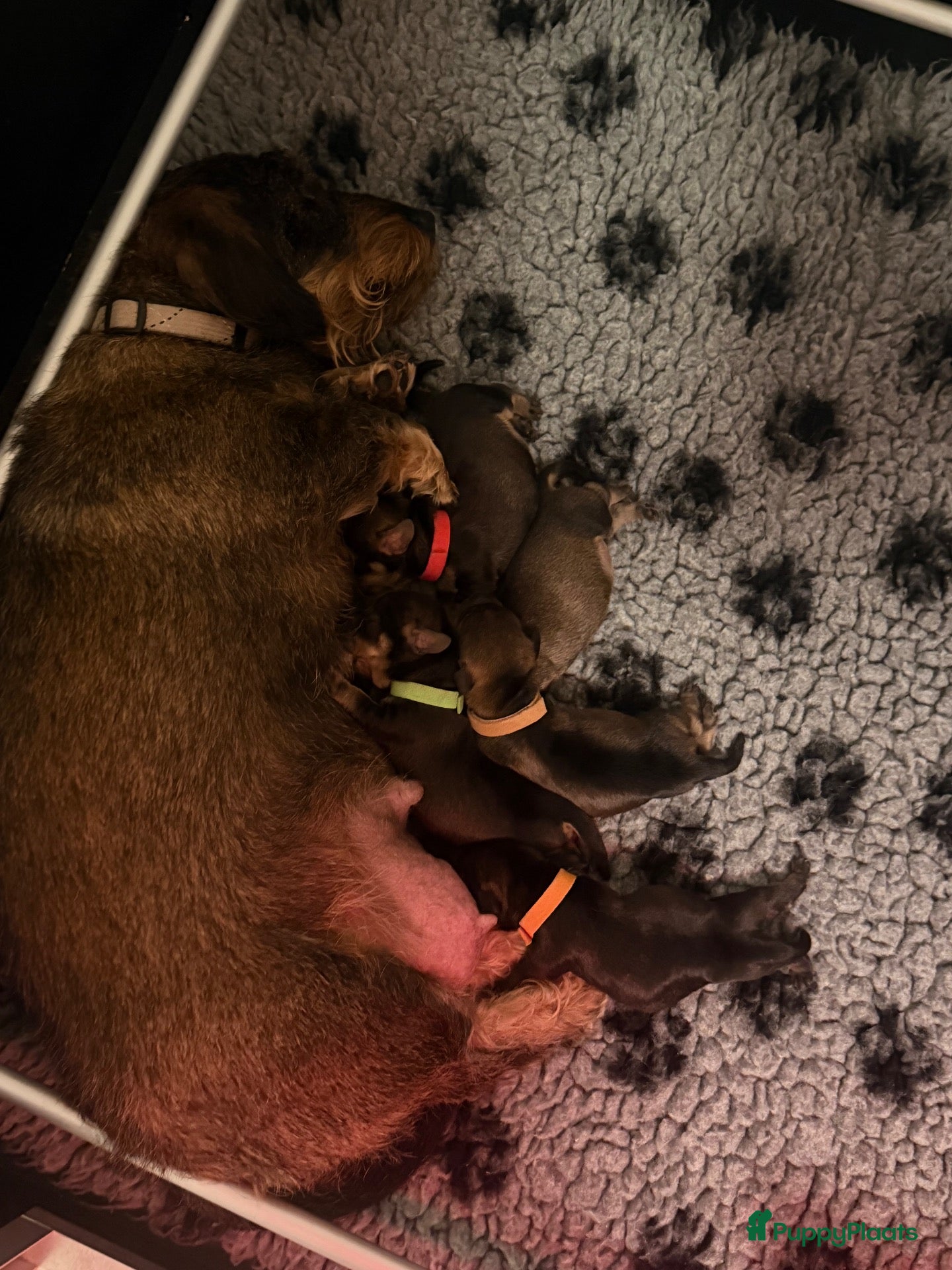 Ruwhaar Teckel honden te koop: Standaard ruwhaar teckel pups met stamboom  - Advertentie 2