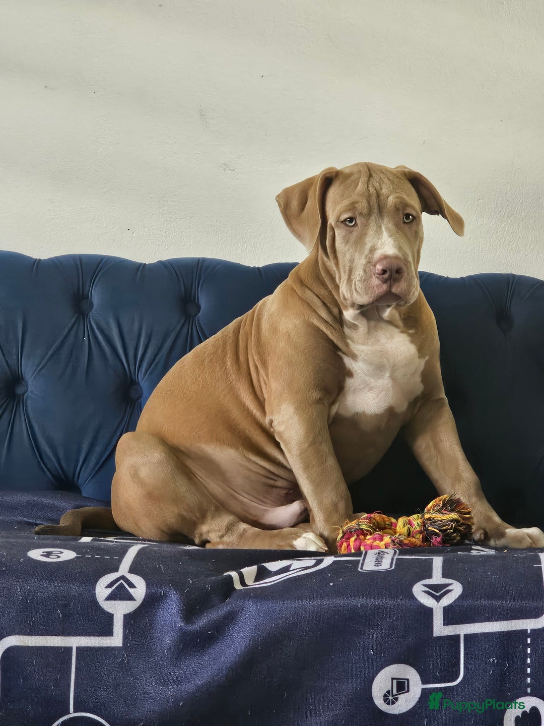 Amerikaanse Bully honden te koop: Amerikaanse Bully XL-Reu  - Afbeelding 1
