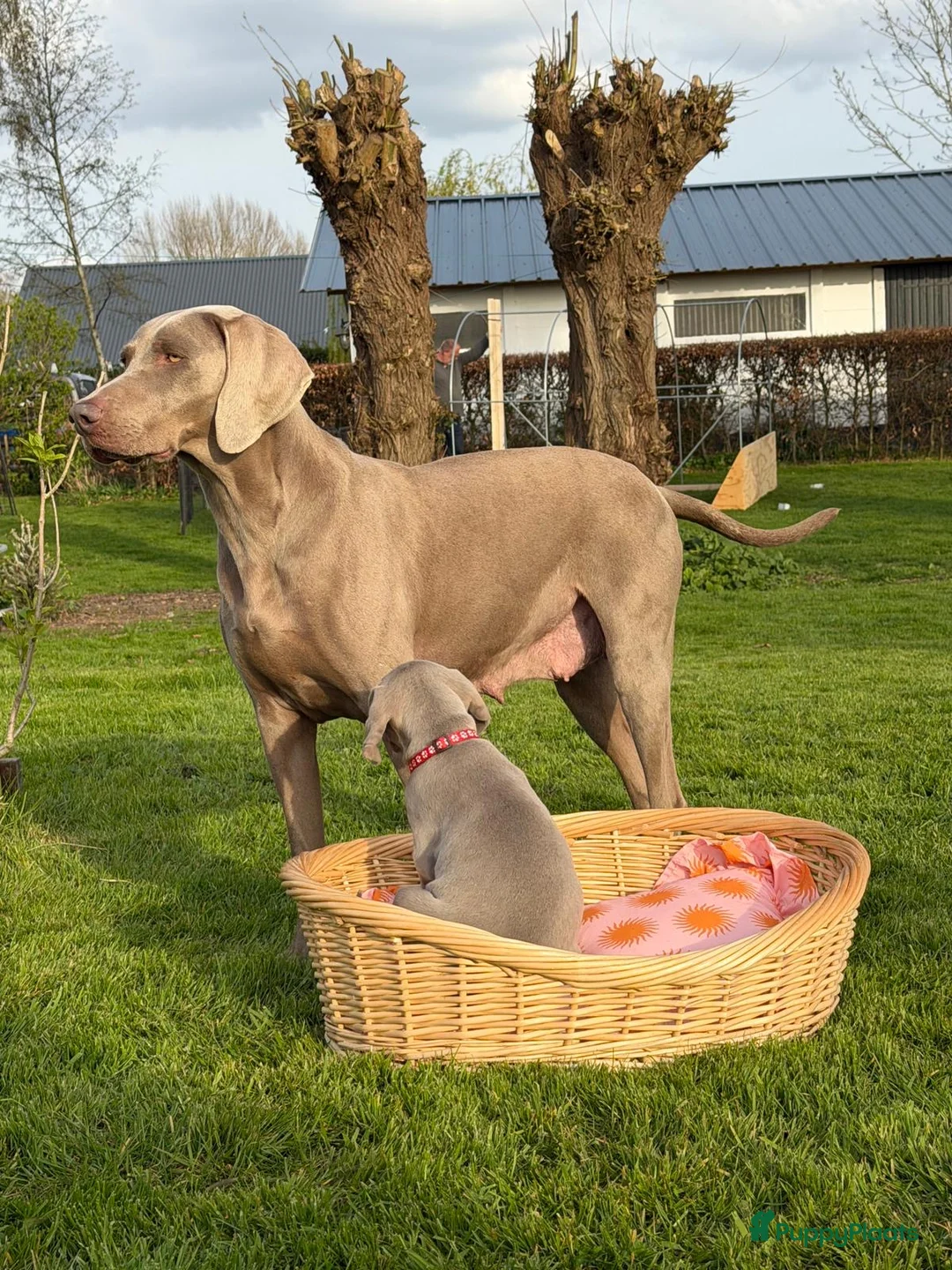 Weimarse Staande Hond korthaar honden te koop: Mooie Weimaraner pups - Advertentie 1