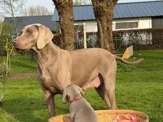 Weimarse Staande Hond korthaar honden Mooie Weimaraner pups - Advertentie 1