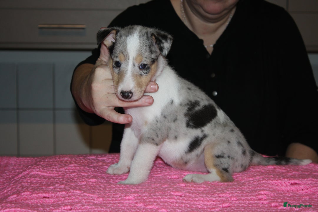 Schotse Herdershond korthaar honden te koop: Schotse Herdershond Korthaar pups met stamboom FCI - Advertentie 5