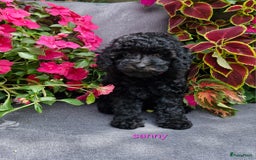 Dwergpoedel honden te koop: 1 teefje en 3 reutjes te koop  - Afbeelding 3