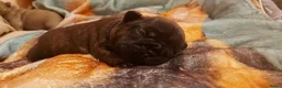 Franse Bulldog honden te koop: Prachtige Franse Bulldog pup met stamboom - Advertentie 3