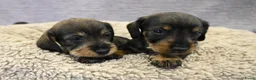 Ruwhaar Teckel honden te koop: Ruwhaar Dwerg/Kaninchen teckel pups met stamboom. - Advertentie 25