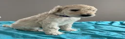 Labradoodle honden te koop: Labradoodle - Advertentie 16