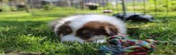 Australian Shepherd honden te koop: Australian shepherd pups beschikbaar - Advertentie 1