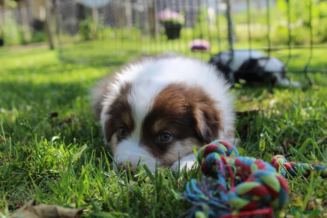 Australian Shepherd honden te koop: Australian shepherd pups beschikbaar - Advertentie 1