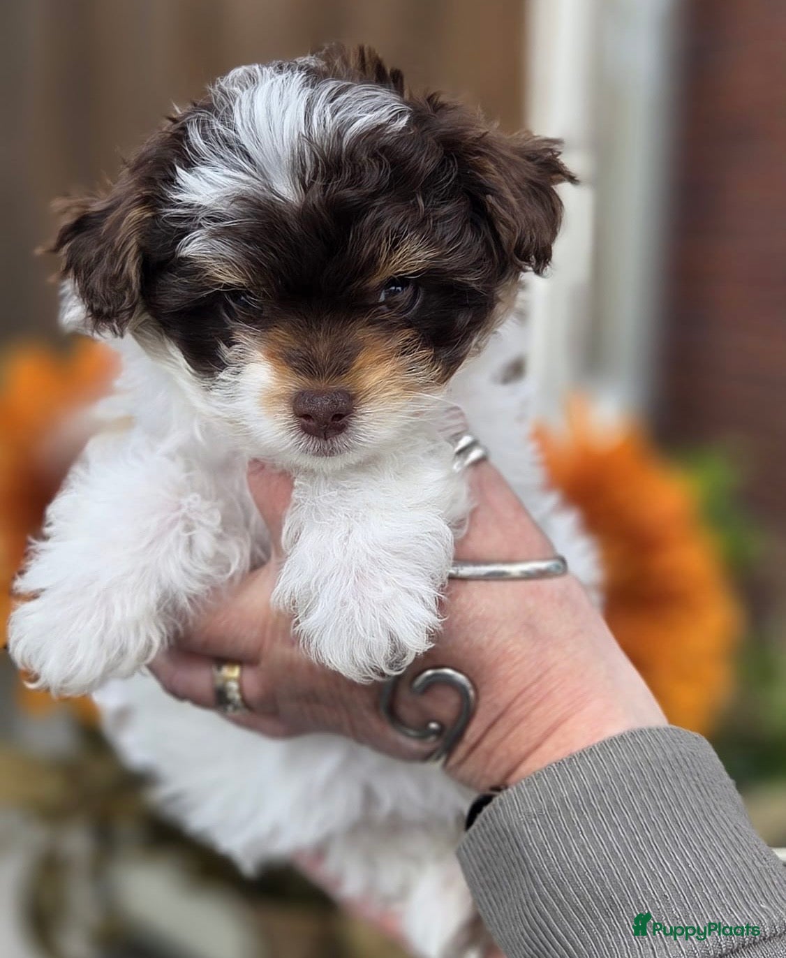 Kruising honden Uniek nestje kleine Pomapoo pups 🥰  - Advertentie 1