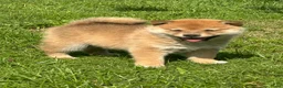 Shiba honden te koop: Bijzondere Shiba inu puppies - Advertentie 9