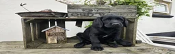 Labradoodle honden te koop: Laatste 2 labradoodles zoeken een eigen huisje - Advertentie 13