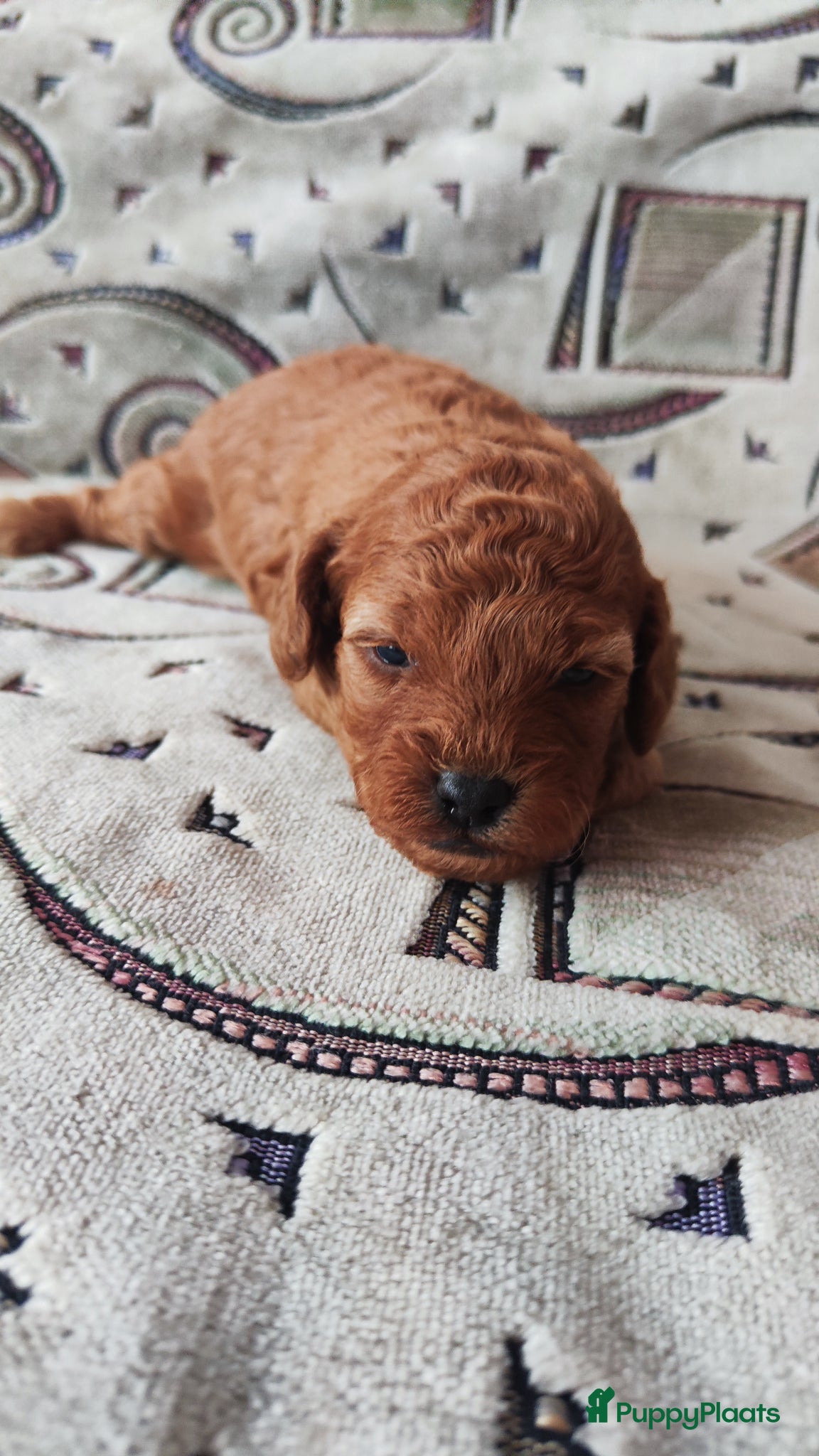 Poedel honden Dwergpoedelpups mini - Advertentie 2