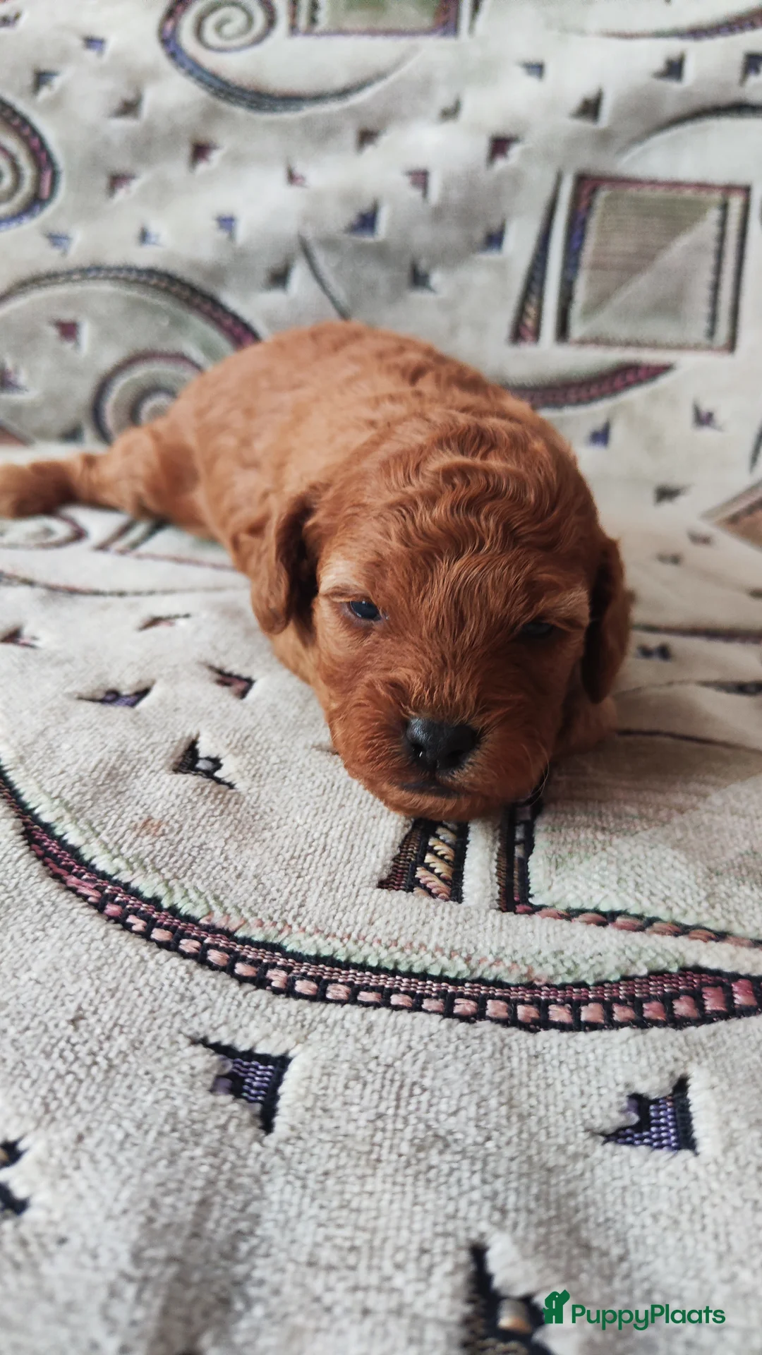 Poedel honden te koop: Dwergpoedelpups mini - Advertentie 2