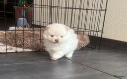 Pomeriaan honden te koop: Pomeranian /pomeriaan pups - Afbeelding 1