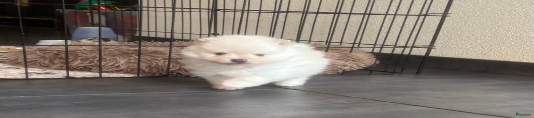 Pomeriaan Puppy 1