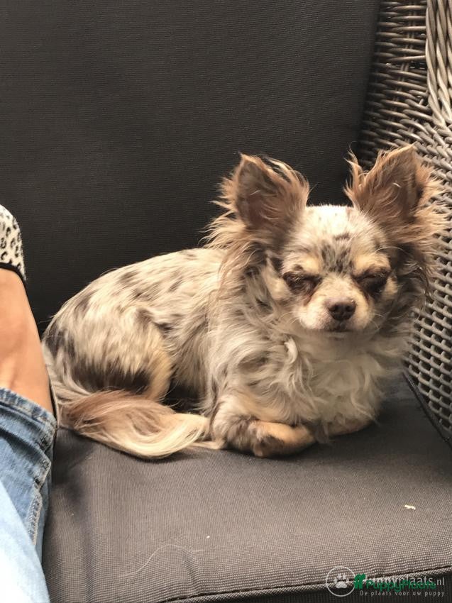 Chihuahua honden Chihuahua choco merle dek reu in Boxtel - Advertentie 2