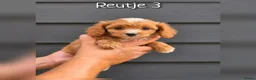 Cavapoo honden te koop: Prachtige Cavapoo pups beschikbaar  - Advertentie 7