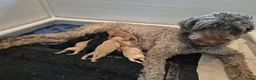Labradoodle honden te koop: Lieve labradoodle pups met geweldig karakter  - Advertentie 19