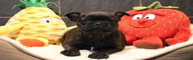 Franse Bulldog Puppy 6