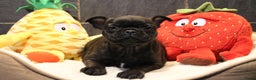 Franse Bulldog honden te koop: Franse Bulldog pups - Advertentie 34
